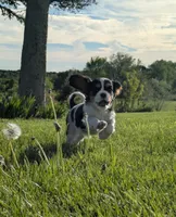Cookie, a female Cavalier King Charles Spaniel for sale in Syracuse, NY – 3 of 5