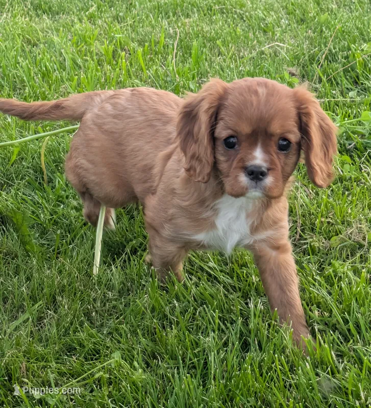 Teddy – Cavalier King Charles Spaniel puppy for sale in Syracuse, NY