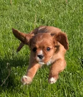 Teddy, a female Cavalier King Charles Spaniel for sale in Syracuse, NY – 2 of 5