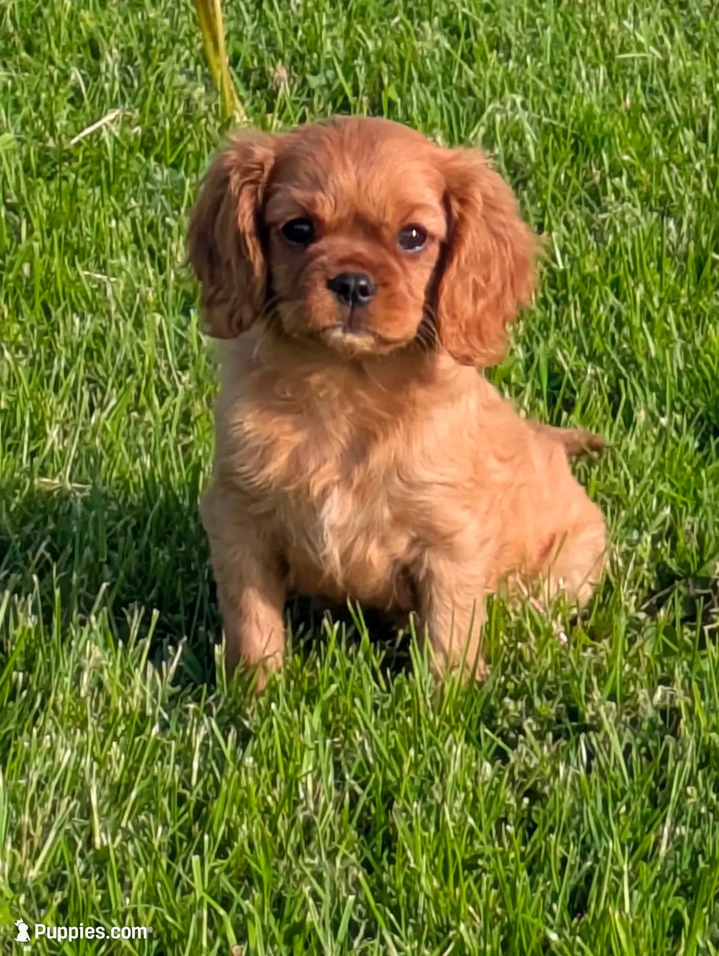 Nugget, a female Cavalier King Charles Spaniel for sale in Syracuse, NY – 1 of 5