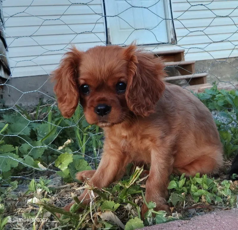 Nugget – Cavalier King Charles Spaniel puppy for sale in Syracuse, NY