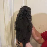 Coco, a male Maltese for sale in San Jose, CA – Photo 2 of 3