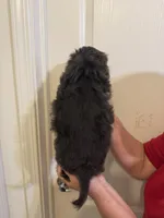 Coco, a male Maltipoo and Maltese for sale in San Jose, CA – Photo 2 of 3