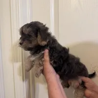 Coco, a male Maltese for sale in San Jose, CA – Photo 3 of 3