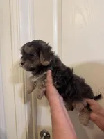 Coco, a male Maltipoo and Maltese for sale in San Jose, CA – Photo 3 of 3