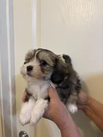 Brownie , a female Maltese for sale in San Jose, CA – Photo 1 of 3