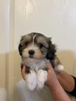 Brownie , a female Maltese for sale in San Jose, CA – Photo 2 of 3