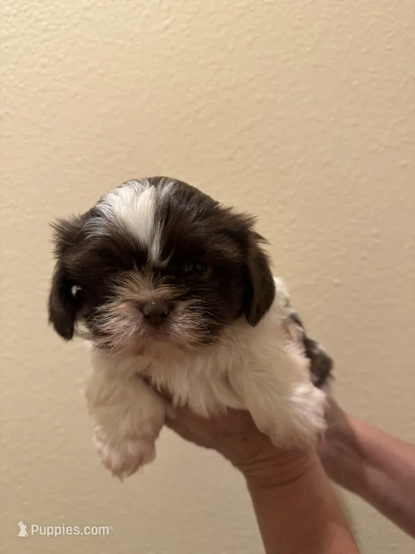Mocha  – Shih Tzu puppy for sale in San Jose, CA