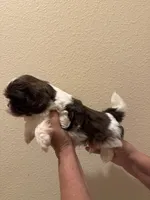 Mocha , a male Shih Tzu for sale in San Jose, CA – Photo 2 of 3