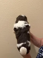 Mocha , a male Shih Tzu for sale in San Jose, CA – Photo 3 of 3