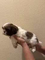 Lucy, a female Shih Tzu for sale in San Jose, CA – Photo 2 of 3