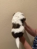 Lucy, a female Shih Tzu for sale in San Jose, CA – Photo 3 of 3