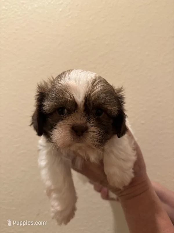 Lucy – Shih Tzu puppy for sale in San Jose, CA