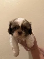 Lucy, a female Shih Tzu for sale in San Jose, CA – Photo 1 of 3