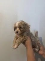 Toby, a male Maltese for sale in San Jose, CA – Photo 2 of 3