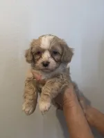 Toby, a male Maltese for sale in San Jose, CA – Photo 1 of 3