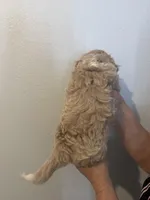 Toby, a male Maltese for sale in San Jose, CA – Photo 3 of 3