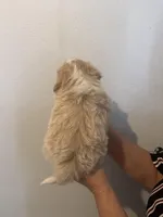 Maple, a male Maltese for sale in San Jose, CA – Photo 3 of 3