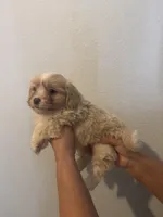 Maple, a male Maltese for sale in San Jose, CA – Photo 2 of 3