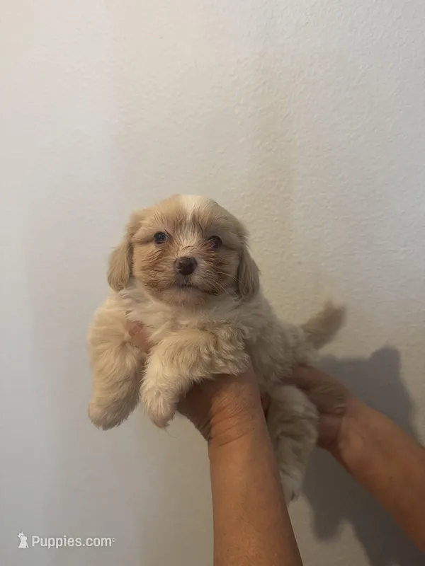 Maple, a male Maltese for sale in San Jose, CA – Photo 1 of 3