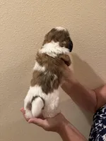 Happy, a male Shih Tzu for sale in San Jose, CA – Photo 3 of 3