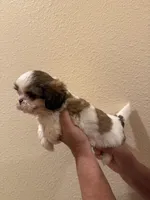 Happy, a male Shih Tzu for sale in San Jose, CA – Photo 2 of 3