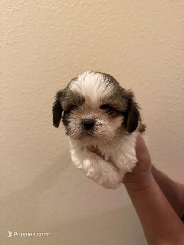 Happy – Shih Tzu puppy for sale in San Jose, CA