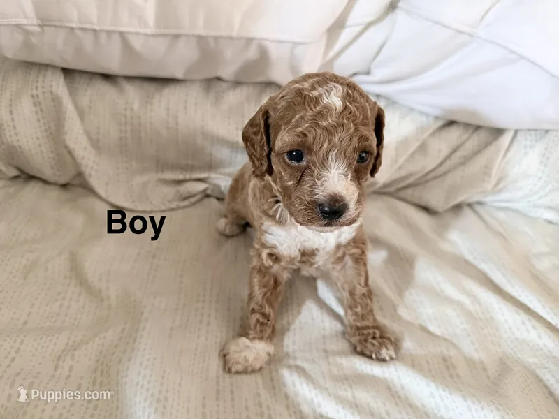 F1B Cavapoo – Cavapoo, Poodle - Miniature  puppy for sale in Orlando, FL