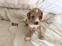 F1B Cavapoo, a male Cavapoo and Poodle - Miniature  for sale in Orlando, FL – 1 of 4