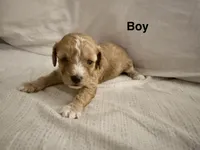 F1B Cavapoo, a male Cavapoo and Poodle - Miniature  for sale in Orlando, FL – 4 of 4