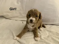 F1B Cavapoo, a male Cavapoo and Poodle - Miniature  for sale in Orlando, FL – 2 of 4