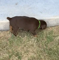 Green, a male Doberman Pinscher for sale in Mckinney, TX – 2 of 10