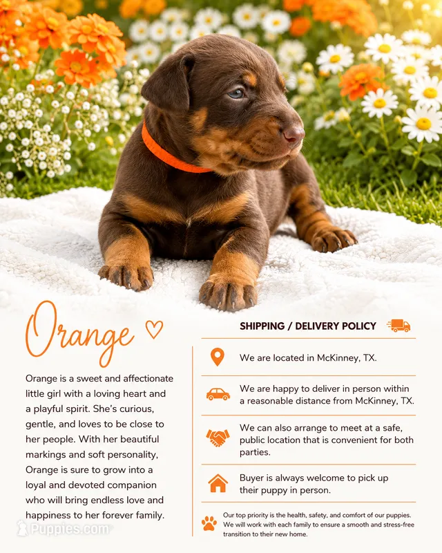 Orange – Doberman Pinscher puppy for sale in Mckinney, TX