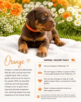 Orange, a female Doberman Pinscher for sale in Mckinney, TX – 1 of 1