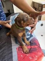 Green, a male Doberman Pinscher for sale in Mckinney, TX – 5 of 10
