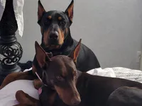 Green, a male Doberman Pinscher for sale in Mckinney, TX – 10 of 10