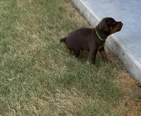 Green, a male Doberman Pinscher for sale in Mckinney, TX – 3 of 10