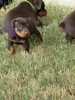 Green, a male Doberman Pinscher for sale in Mckinney, TX – 7 of 10
