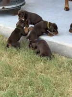 Green, a male Doberman Pinscher for sale in Mckinney, TX – 9 of 10