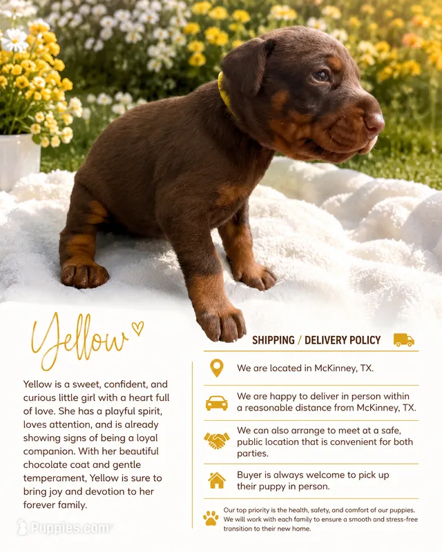 Yellow – Doberman Pinscher puppy for sale in Mckinney, TX