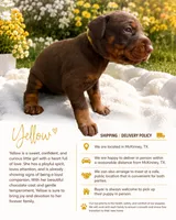 Yellow, a female Doberman Pinscher for sale in Mckinney, TX – 1 of 1
