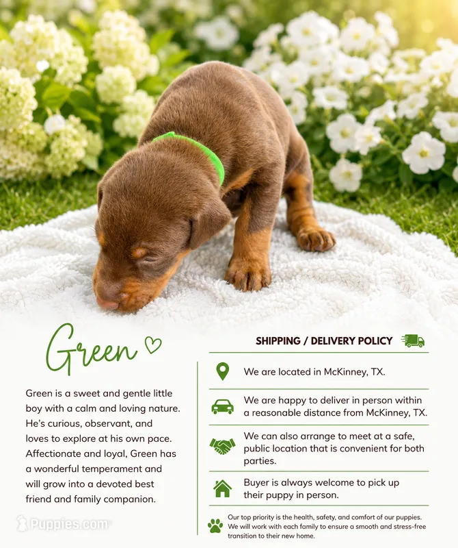 Green – Doberman Pinscher puppy for sale in Mckinney, TX