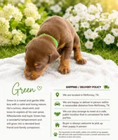 Green, a male Doberman Pinscher for sale in Mckinney, TX – 1 of 10