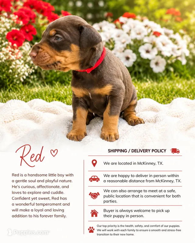 Red – Doberman Pinscher puppy for sale in Mckinney, TX
