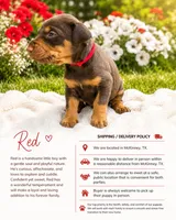 Red, a male Doberman Pinscher for sale in Mckinney, TX – 1 of 1