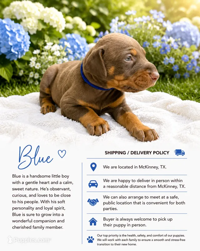 Blue – Doberman Pinscher puppy for sale in Mckinney, TX