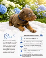 Blue, a male Doberman Pinscher for sale in Mckinney, TX – 1 of 1