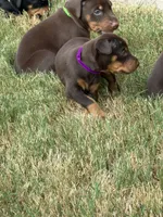 Green, a male Doberman Pinscher for sale in Mckinney, TX – 8 of 10
