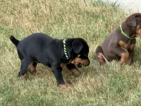 Green, a male Doberman Pinscher for sale in Mckinney, TX – 4 of 10