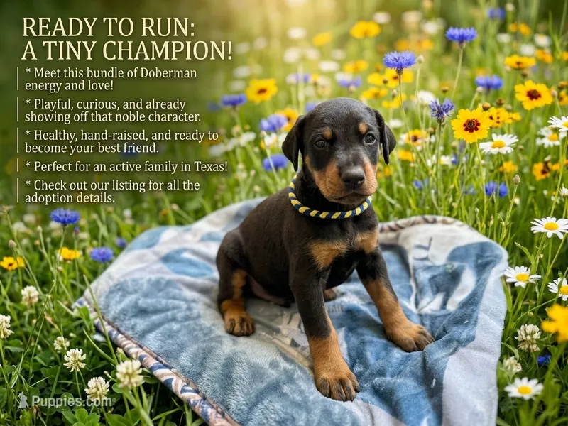 YellowBlue – Doberman Pinscher puppy on hold in Mckinney, TX